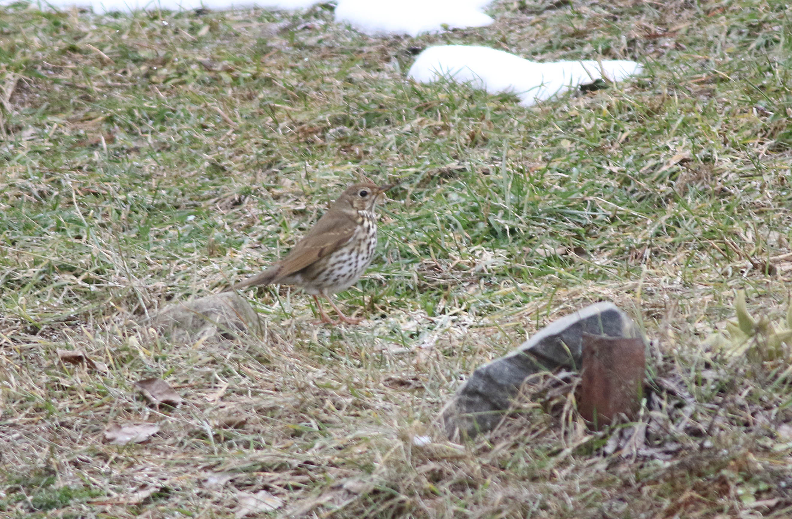 Song Thrush